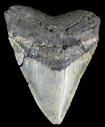 Bargain, Megalodon Tooth - North Carolina #54897